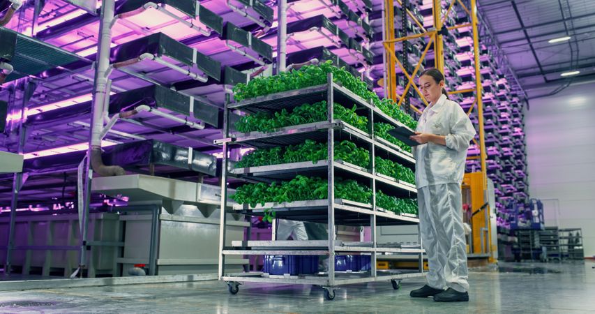 Young Female Farmer Standing in a Vertical Farm Facility with LED Lights. Hydroponics Specialist Working on a Tablet Computer Next to Rack with Fresh Basil Plants Ready for Shipping to a Supermarket