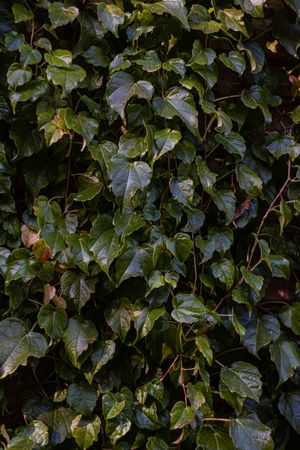Green leaves of creeping plant