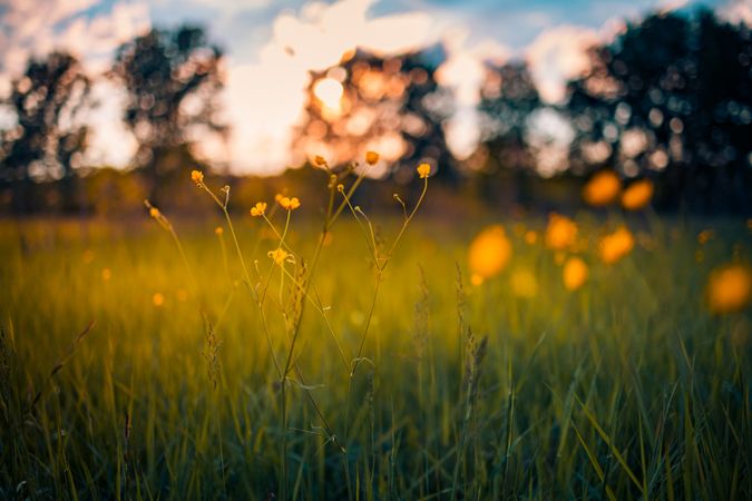 Thin yellow flowers in a field