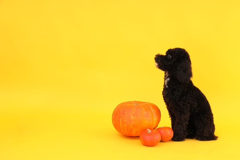 Concept of Halloween, Dog and pumpkins on yellow background