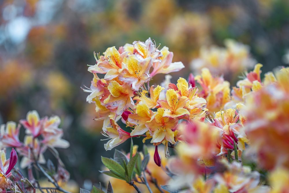 Bush of orange azalea with selective focus