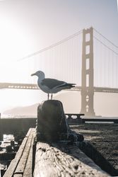 Seagull on wooden ledge near bridge in sunlight