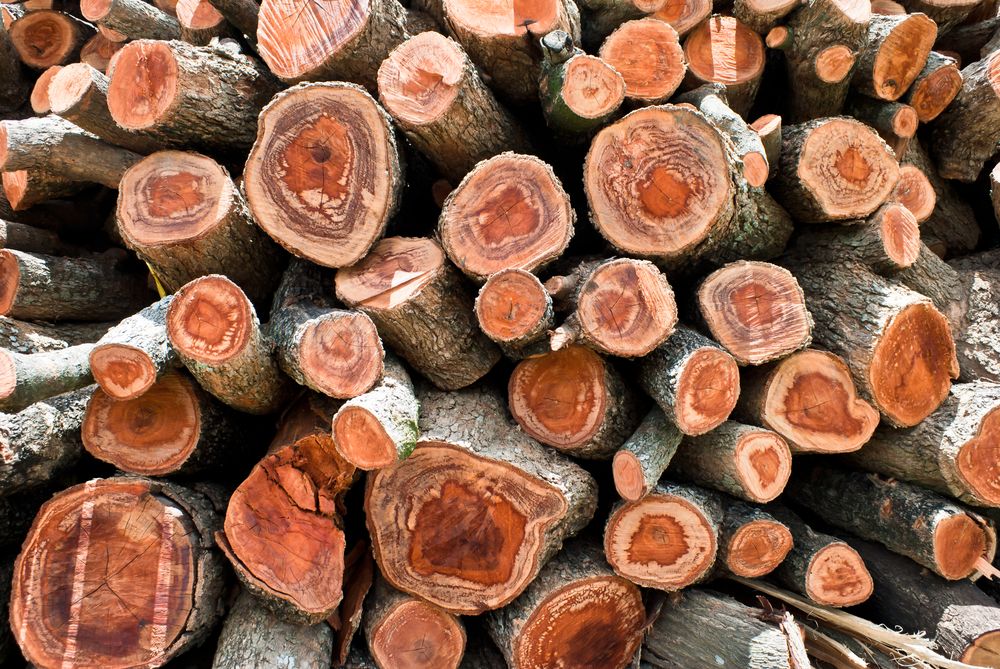 Firewood stack. Staple of biomass, arranged firewood for Longan