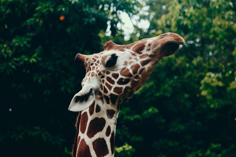 Brown and light giraffe in close up