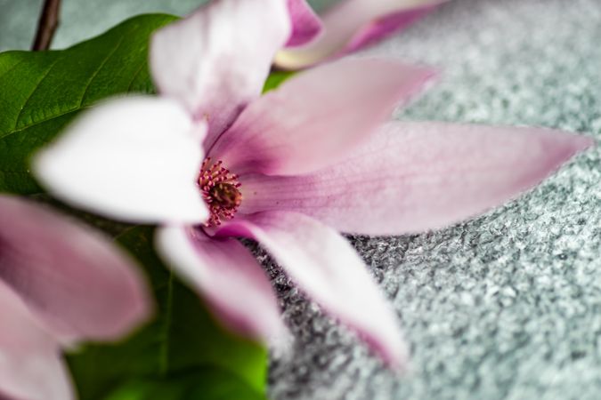 Close up of a magnolia blooming