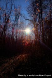 Moonlight through a dark forest 5w6oR0
