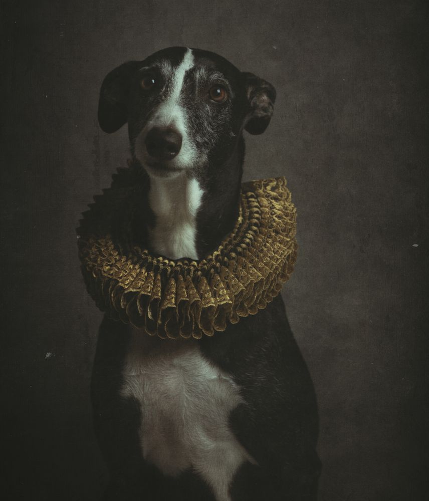 Smooth fox terrier in elegant golden ruff