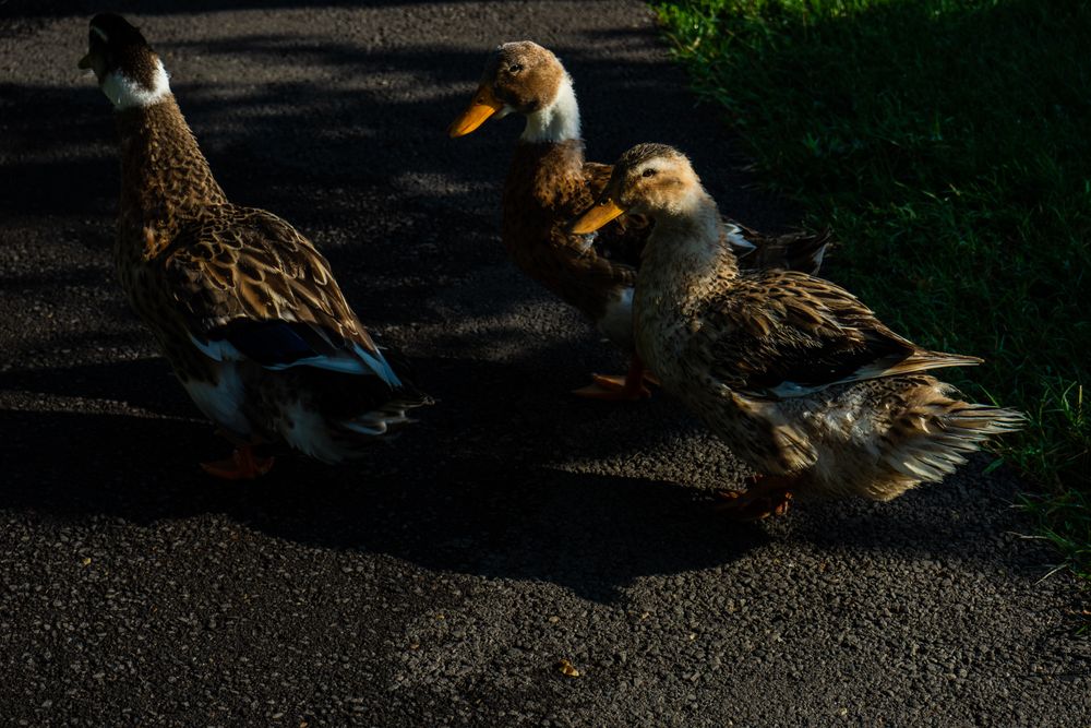 Ducks walking in Lopota lake