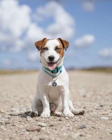 Jack Russell terrier puppy sitting on ground