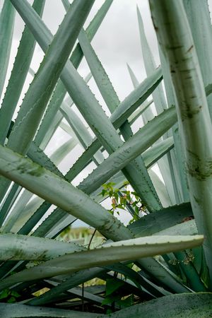 Long succulent plant leaves