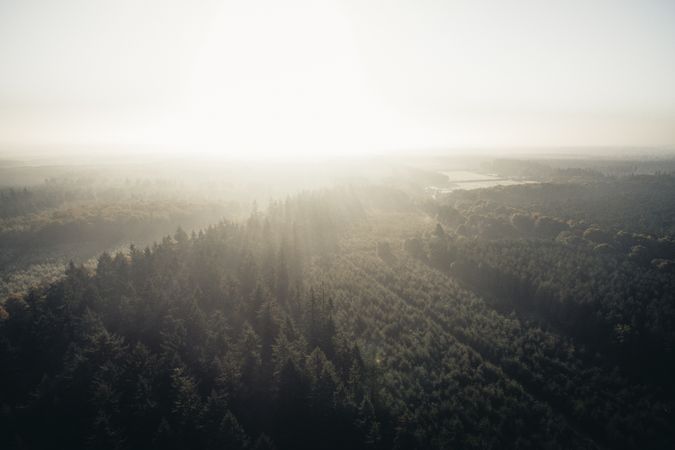 Aerial view of forest on an overcast morning