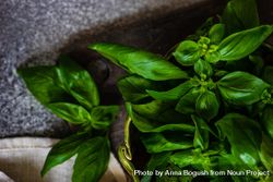 Close up of basil herb in kitchen 5ngRz8