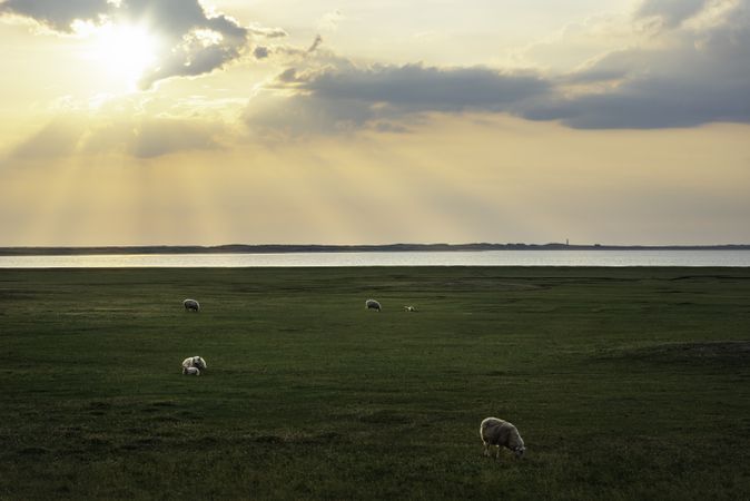 Landscape with sheep grazing at sunrise
