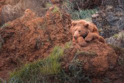 Brown bear walking in rocky terrain