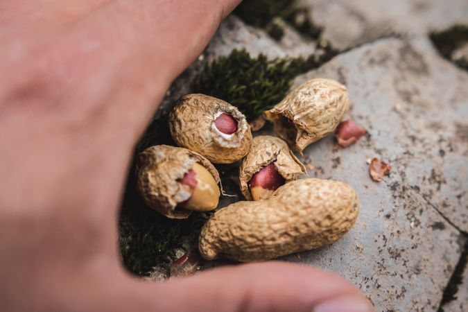 Crop hand with peanuts