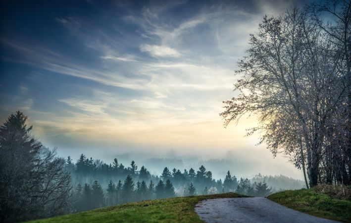 Green trees on green grass field under blue sky