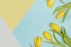 Fresh yellow flowers with green leaves