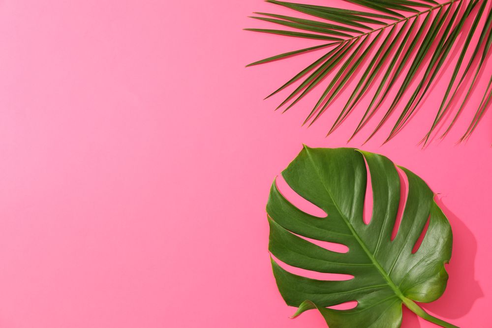 Different palm leaves on pink background, copy space