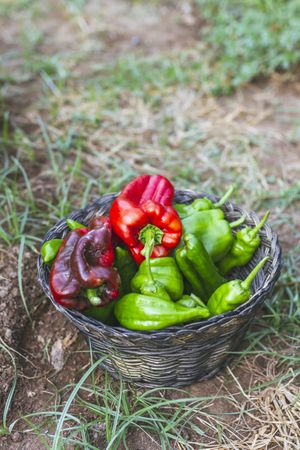 Green and red peppers in basket in garden