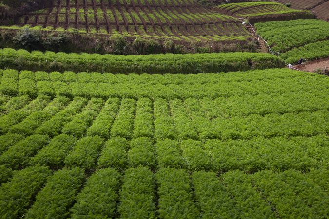 Tea Plantation