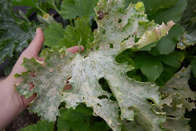 Damaged zucchini leaf symbolizing ecological problems