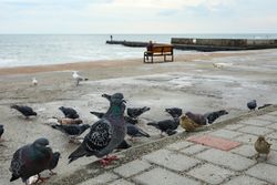 Many pigeons near the sea, on the shore