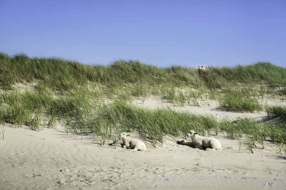 Grassy dune landscape with sheep and lambs