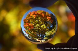 Person holding glass ball propagating yellow tree in autumn during daytime 43VE15