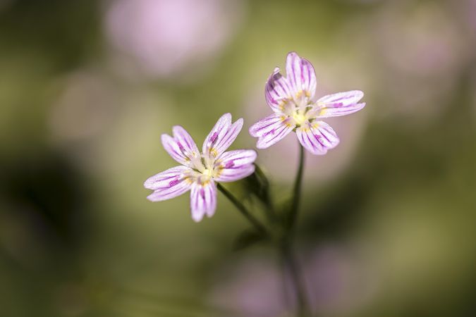 Light colored flower with dark pink lines