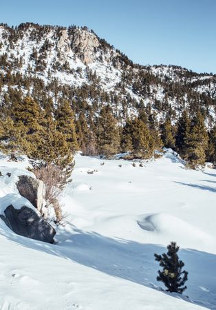 Picturesque view of mountains with forest in snow