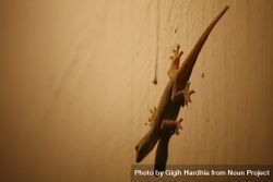 Lizard on beige wall 419op4