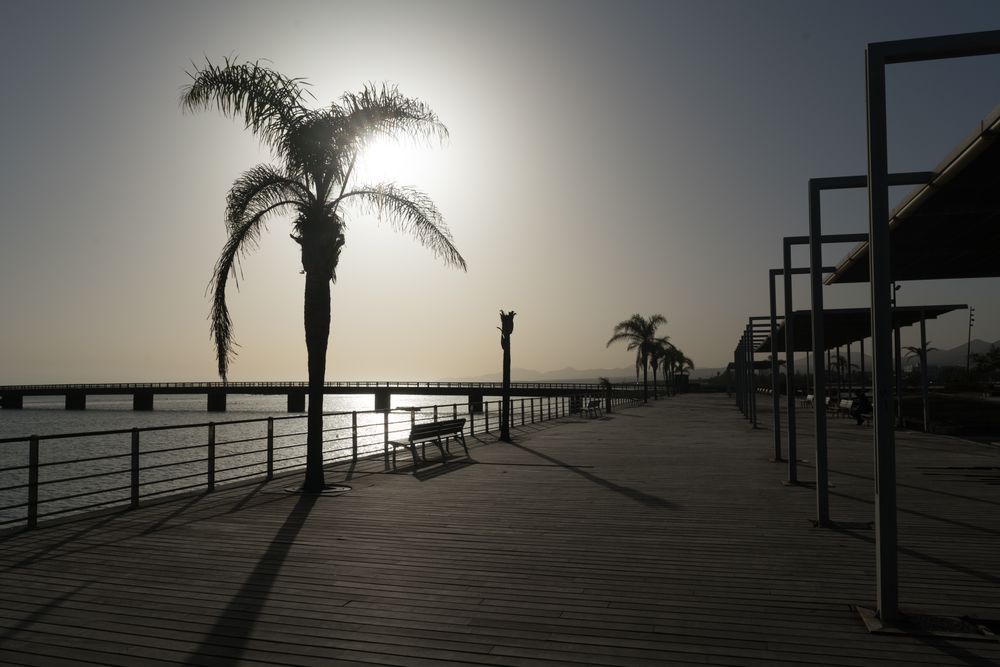 Palms growing on embankment