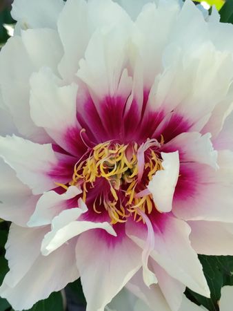 Itoh peony cora louise purple flower