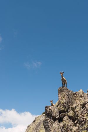 Young goats on high stone on background of blue sky