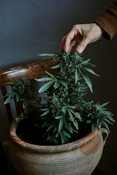 Detail shot of a hand touching the bud of a marijuana plant with gray background