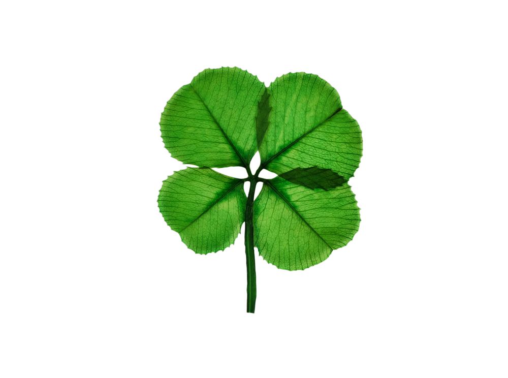 Real four leaf clover on plain background