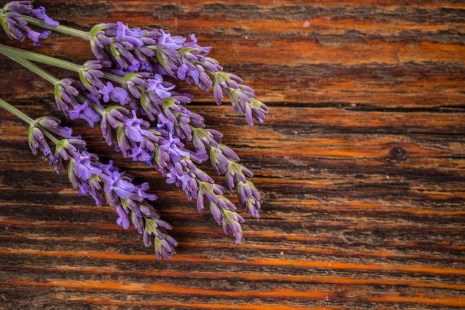 Bunch of lavender flowers on wooden table