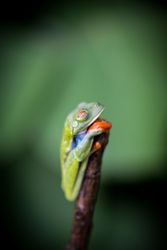 Tropical frog on tree twig