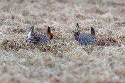 2 male Prairie Chicken displays on the booming grounds at Hamden Slough National Wildlife Refuge in Hamden Township, Minnesota