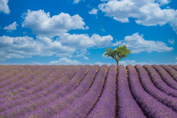 Lavender field in rows with tree and blue sky