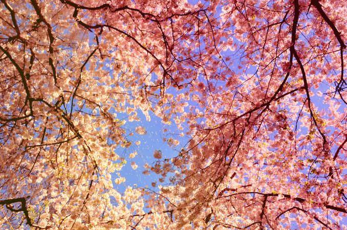 Bottom view of cherry blossom tree in bloom