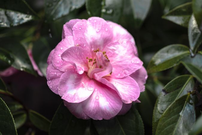 Pink flower surrounded by lush green leaves