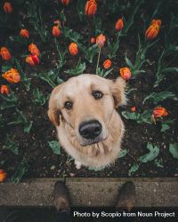 Dog on bed of tulips looking up beside person standing bY68X0