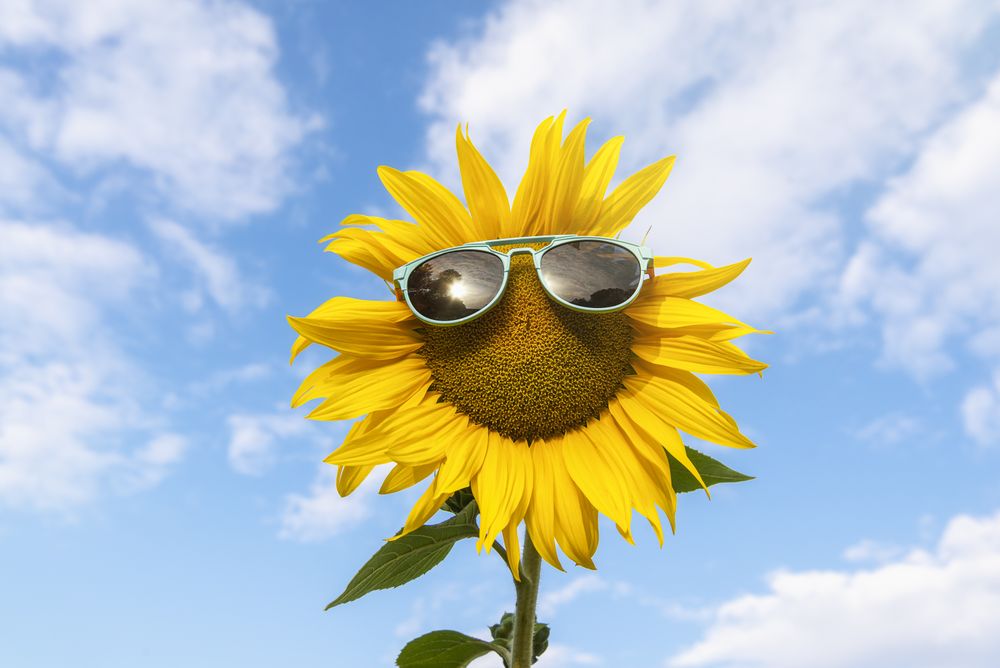 Happy summer concept
