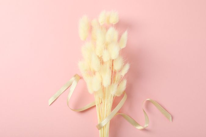 Bouquet of dried rabbit tail on pink background