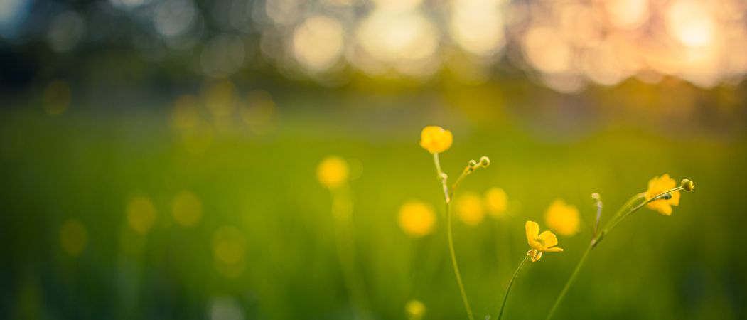 Yellow flowers, selective focus, wide