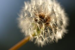 Dandelion Macro Shot