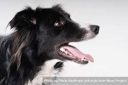 Side view of Australian shepherd with open mouth 0V6AYO