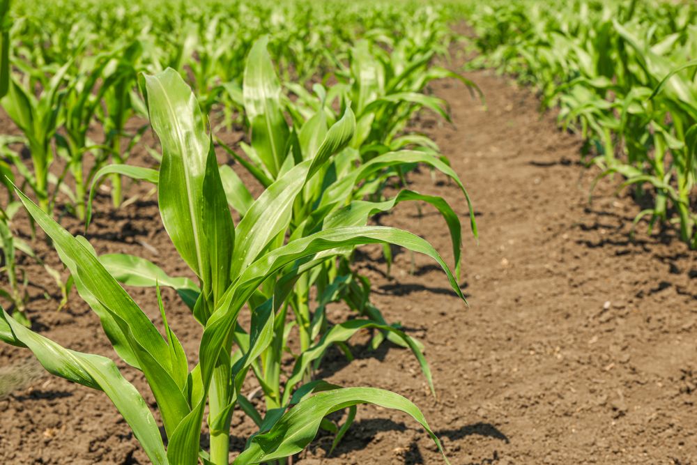 Green corn field as background, space for text. Agriculture
