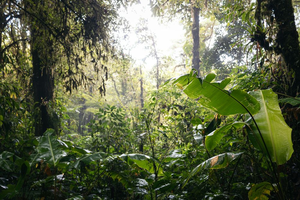 View of the interior of a jungle